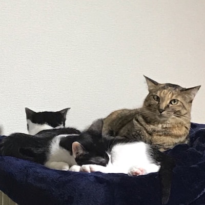 高橋 敏彦弁護士のアイコン画像