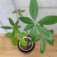 小林 徹弁護士のアイコン画像